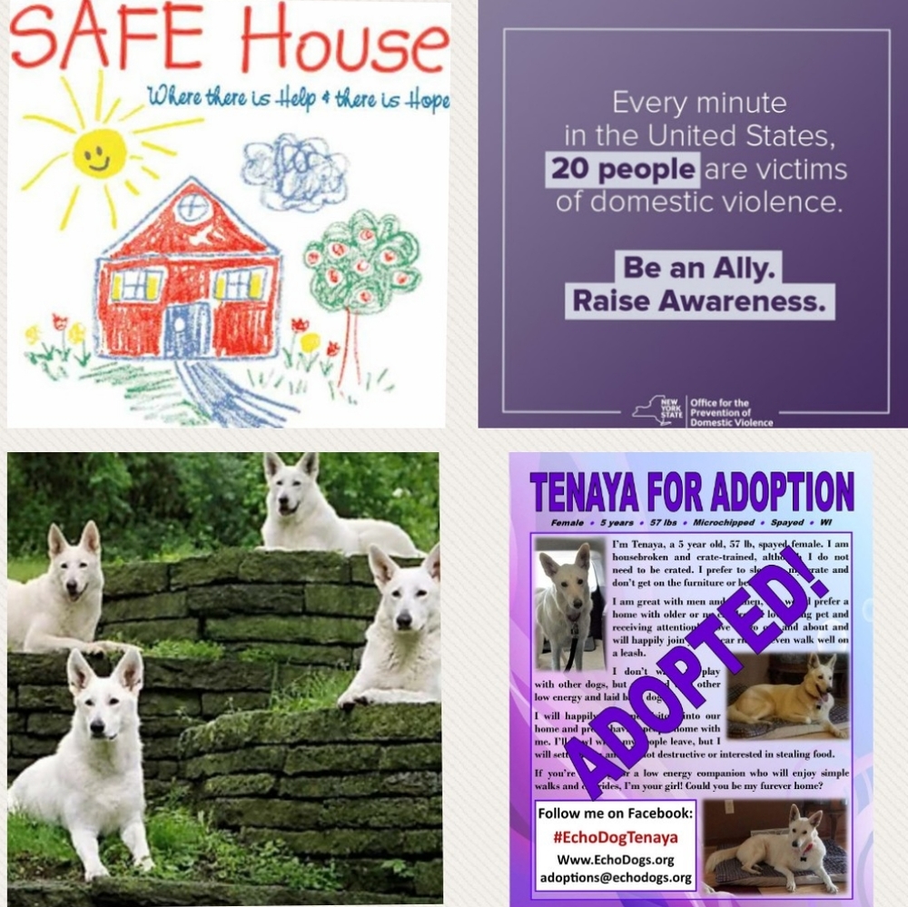 What's the 🏡DV and 🐶 20% Donation all about? - Picture 1 of 8